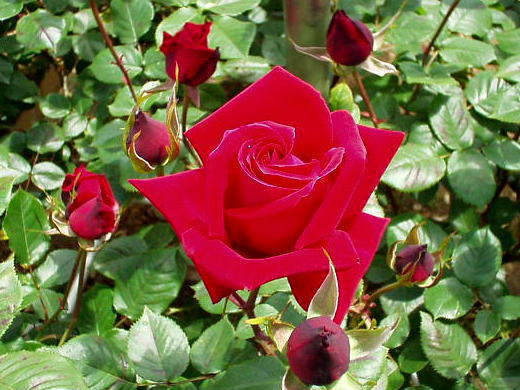 Dàn ý tả cây hoa hồng