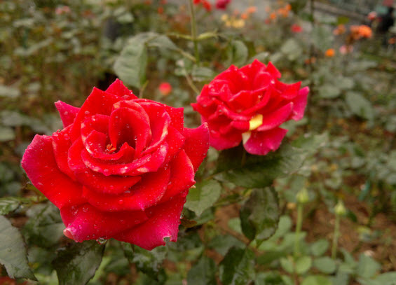 ta cay hoa hong - Tả cây hoa hồng trong vườn nhà em